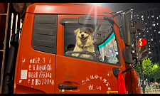 狗狗坐在卡车司机的旁边，笑容特别的治愈！总是在奉献着自己！