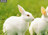 立耳兔子与垂耳兔子各有可爱软萌样子，到底哪种饲养更容易呢？