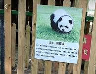 泰州“熊猫犬”走红！网友：这两只熊猫怎么“狗里狗气”的