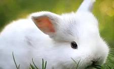 养兔经验：兔子球虫病吃什么药