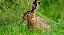 欧洲野兔：地球上最快的兔子，速度超过灵缇，弹跳高达3米