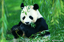 熊猫丫丫回来了：那吃竹子的熊猫，是怎样在自然界中生存下来的？