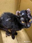 黑猫被虐待得浑身没一块好地，但奇迹活下来，被救后仍亲人 .
