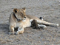 不是亲生胜似亲生，狮子妈妈和幼豹宝宝的故事
